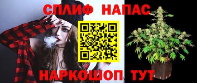 спайс Кингисепп